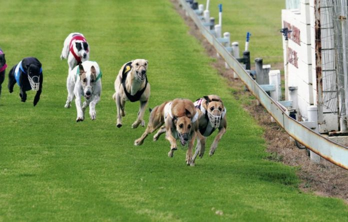 Greyhounds Today: A Comprehensive Overview